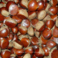 Fresh New Crop Tasty Chestnut